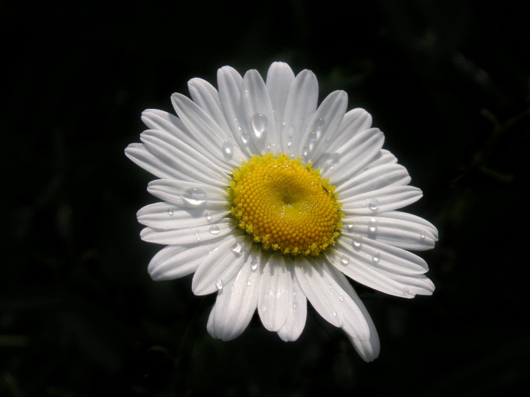 photo "A flower" tags: nature, macro and close-up, flowers