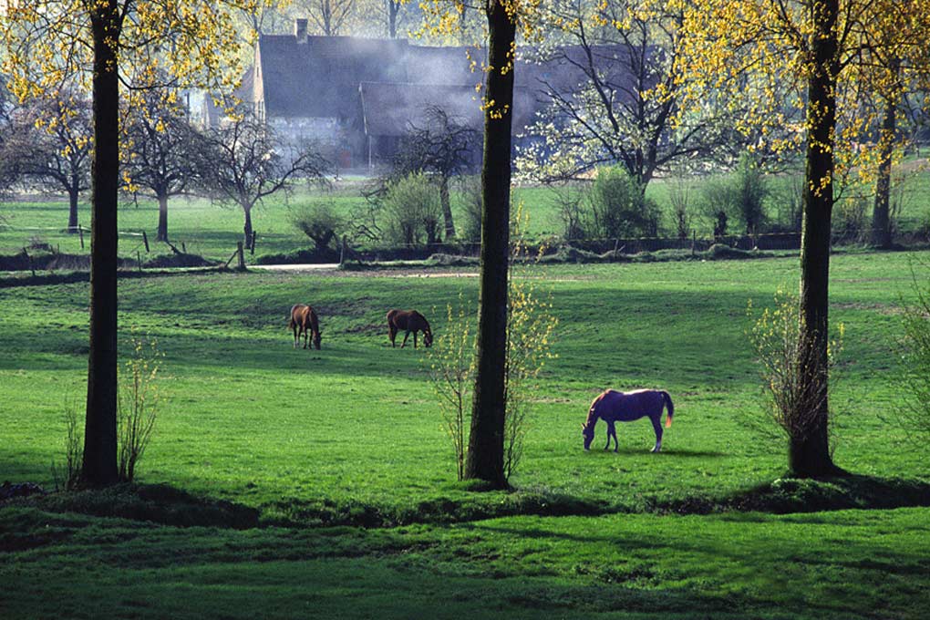 photo "Payottenland" tags: landscape, spring