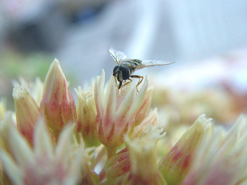 фото "Miniscule Meal" метки: природа, насекомое, цветы