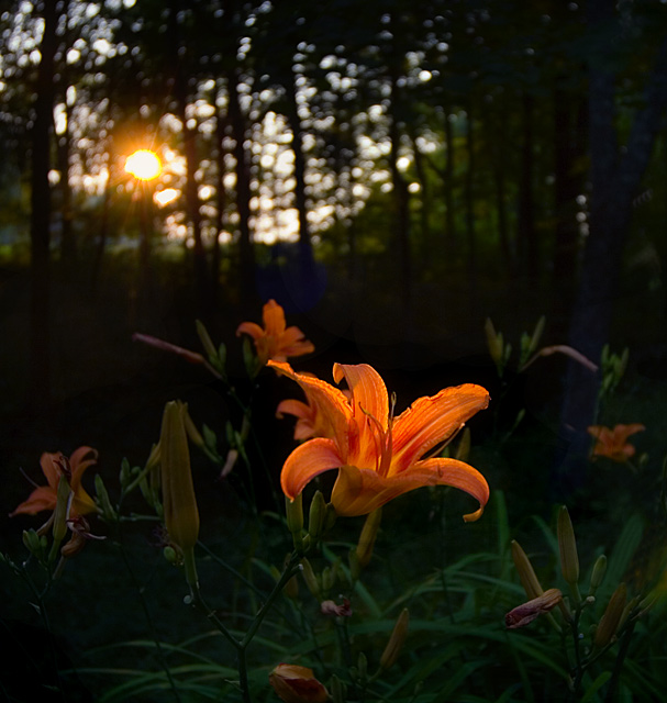 photo "The Chosen One" tags: nature, flowers