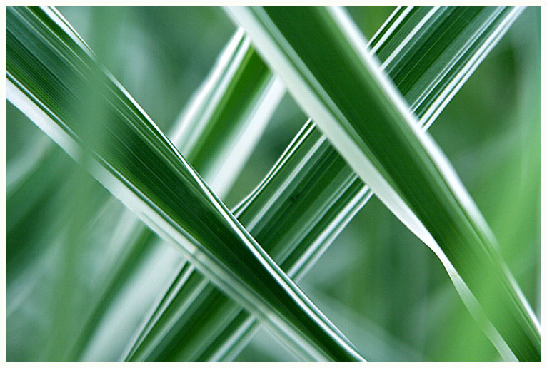 photo "Green World" tags: abstract, macro and close-up, 