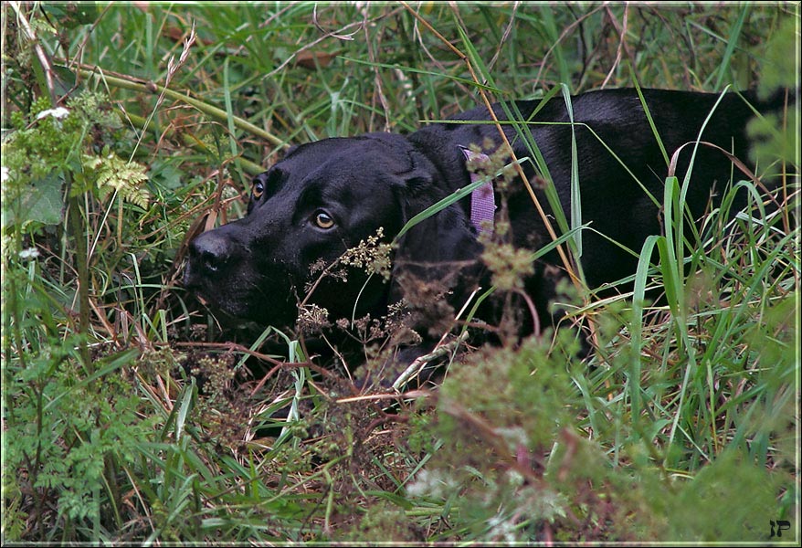 photo "Hunter" tags: nature, pets/farm animals