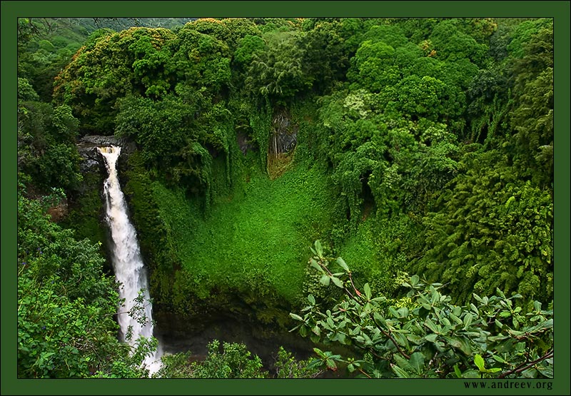 photo "Power of the Jungle" tags: landscape, travel, North America, forest