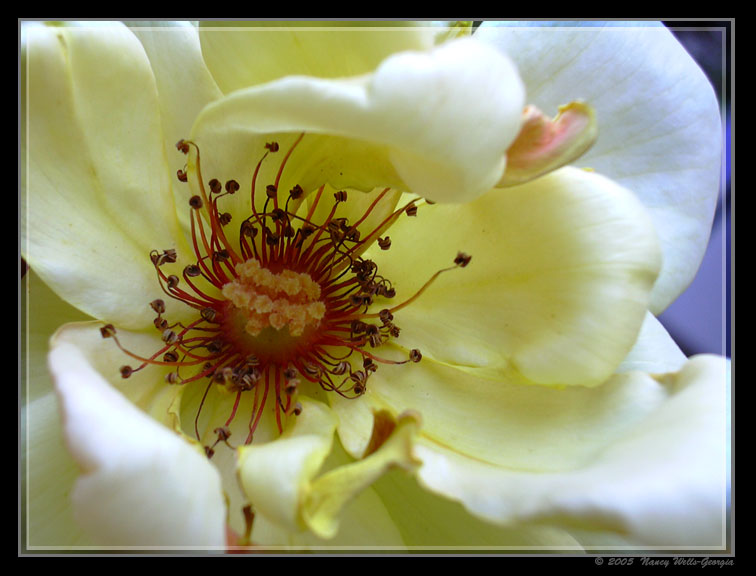 photo "yellow rose" tags: nature, flowers