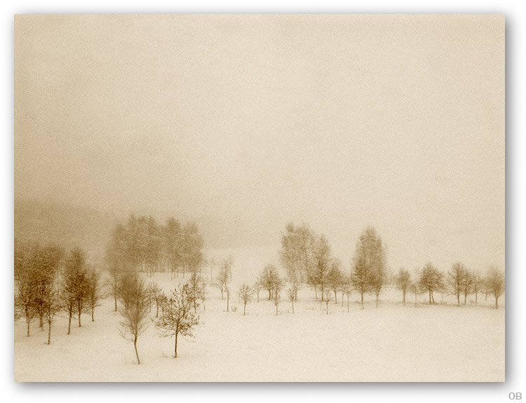 photo "Snowstorm" tags: landscape, forest, winter