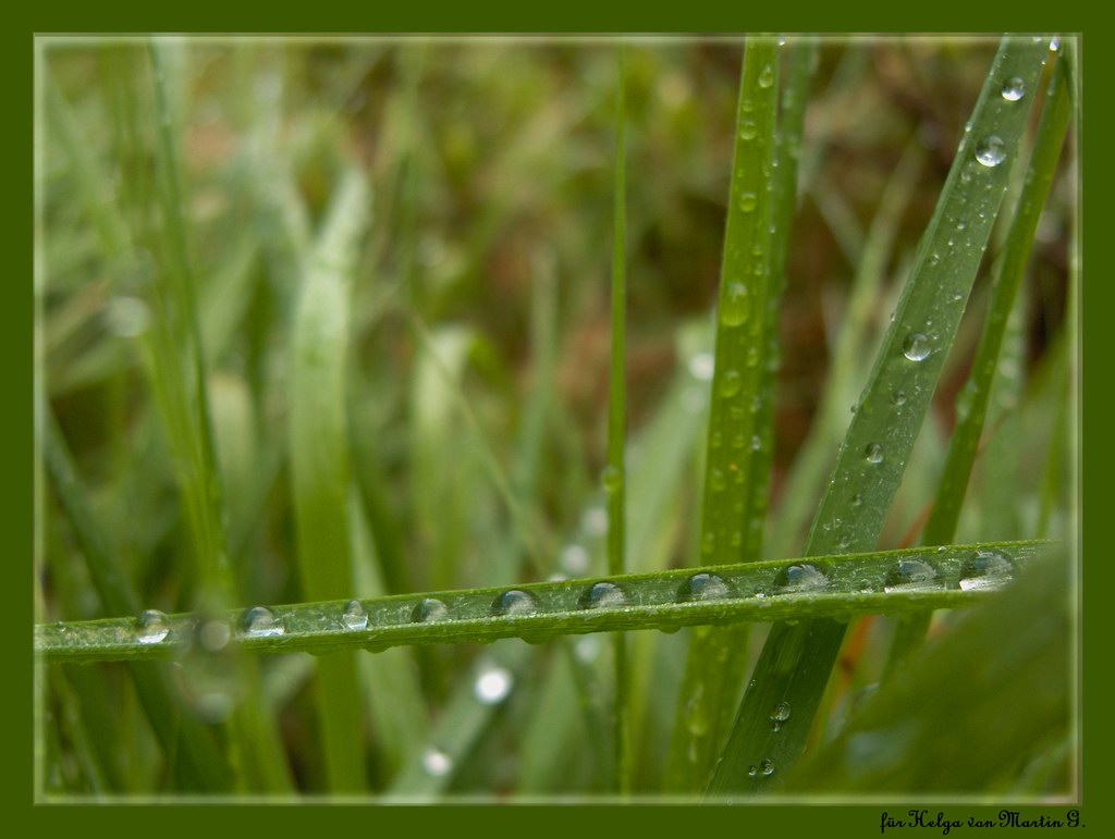 photo "morning perles" tags: nature, flowers