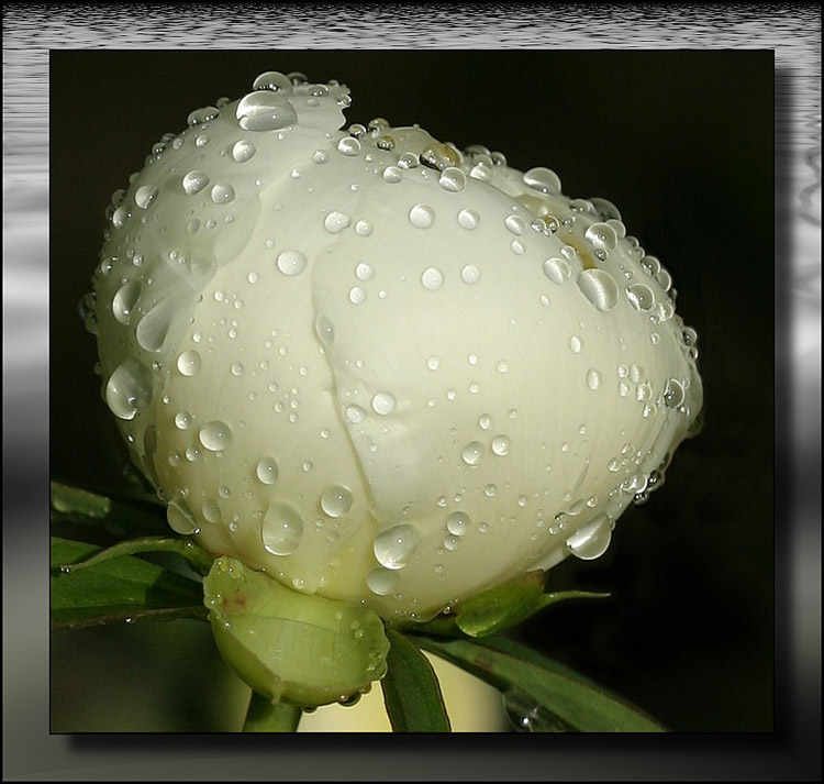 photo "Young peony" tags: macro and close-up, nature, flowers