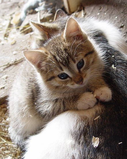 photo "Kitten" tags: nature, pets/farm animals