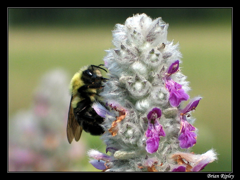 photo "Hungry Bee 2005" tags: macro and close-up, nature, insect