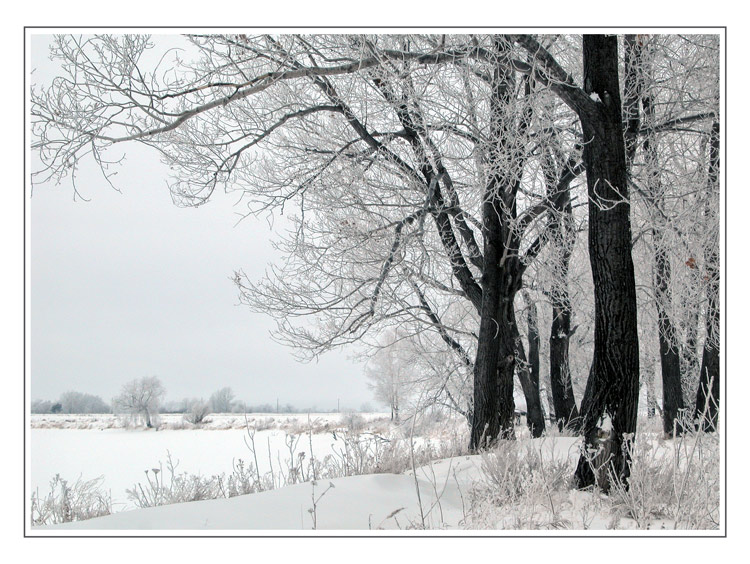 photo "White graphics" tags: misc., landscape, winter