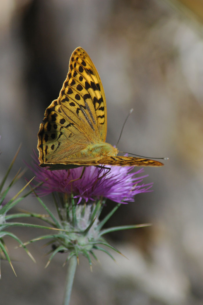 фото "Madam Butterfly" метки: природа, насекомое, цветы