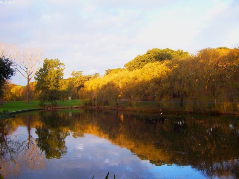 photo "Afternoon Lake" tags: landscape, travel, Australia, water