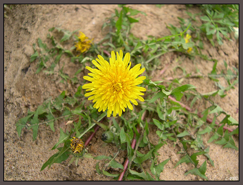 photo "Dandelion" tags: nature, flowers