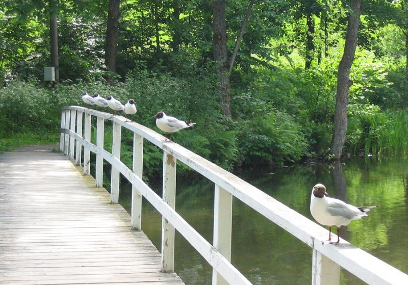 photo "Birds on the bridge" tags: nature, 