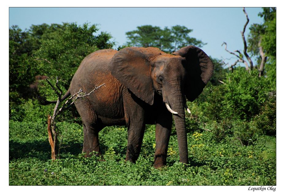 фото "Снято в Замбези нэшнл парк, Зимбабве" метки: природа, путешествия, Африка, дикие животные