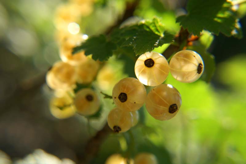 photo "Smorodina" tags: macro and close-up, 