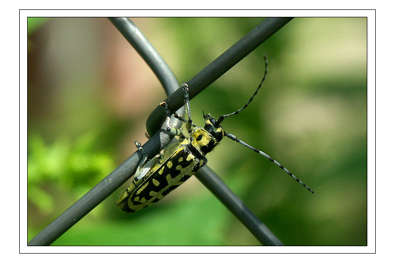photo "Insects World - Beetle" tags: macro and close-up, nature, insect