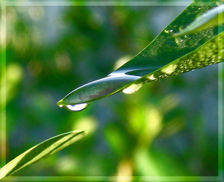 photo "***" tags: macro and close-up, 