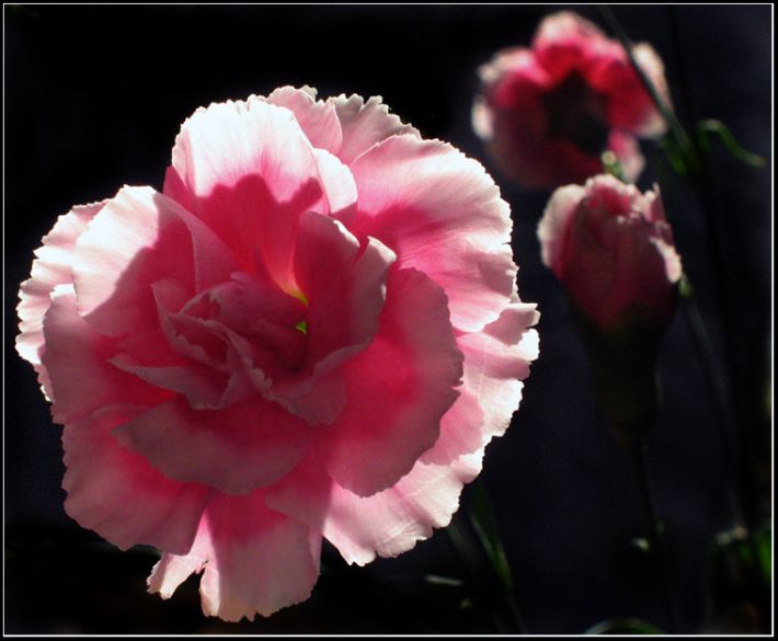 photo "Trio" tags: macro and close-up, nature, flowers