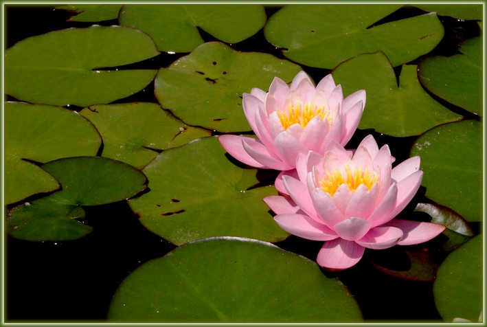 photo "They are two" tags: nature, landscape, flowers, summer