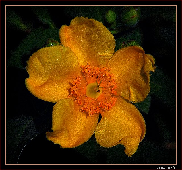 photo "sunny colours" tags: nature, macro and close-up, flowers