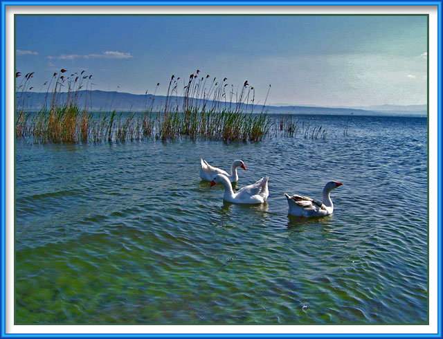 photo "search party..." tags: genre, landscape, water