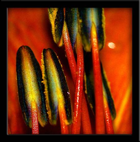 фото "Stamen 2" метки: макро и крупный план, природа, цветы