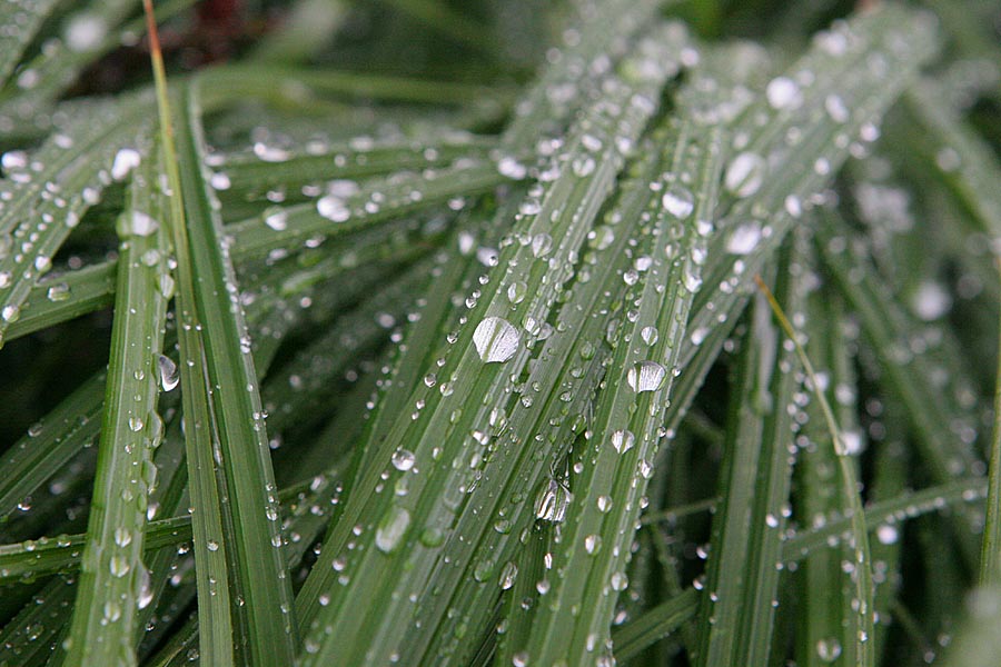 photo "Drops" tags: nature, macro and close-up, flowers