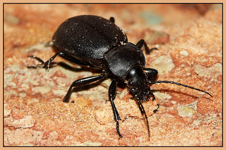 photo "Meeting in a forest" tags: macro and close-up, nature, insect