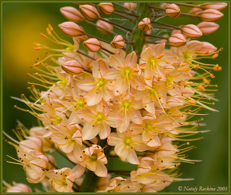 photo "Foxtrot" tags: nature, macro and close-up, flowers