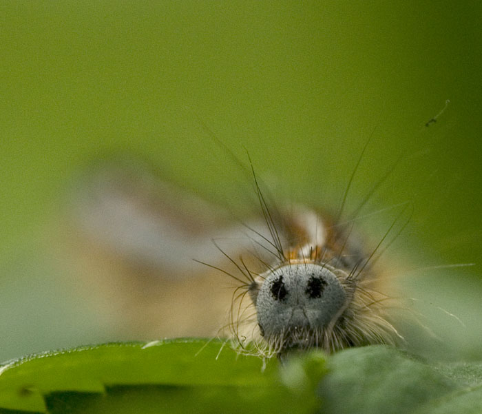 photo "To have a rest after a dinner.." tags: portrait, macro and close-up, 