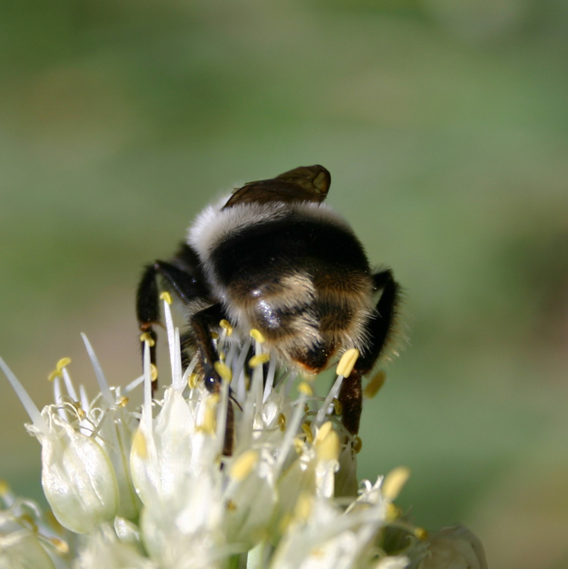 photo "---These amateur photographers have bothered ....." tags: nature, insect