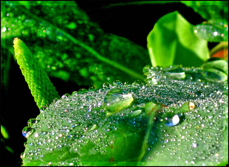 photo "***" tags: macro and close-up, 