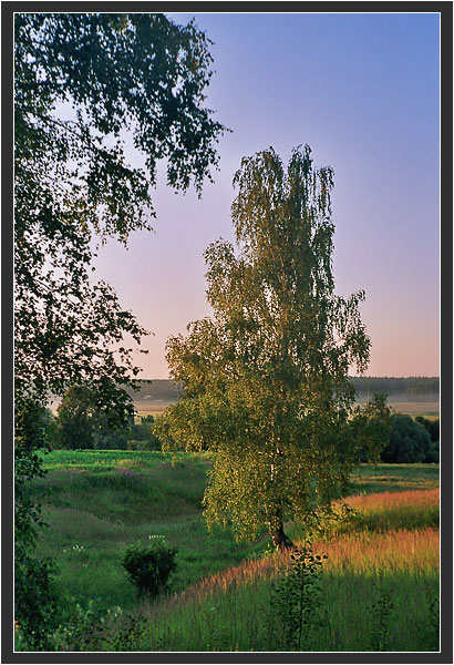 фото "Береза" метки: пейзаж, закат, лето