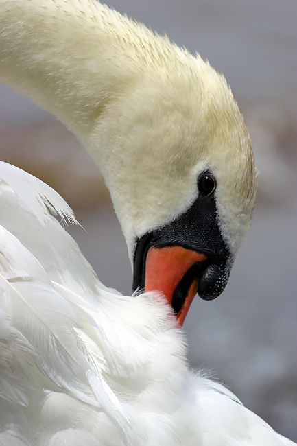 photo "Portrait of a Swan" tags: nature, portrait, wild animals