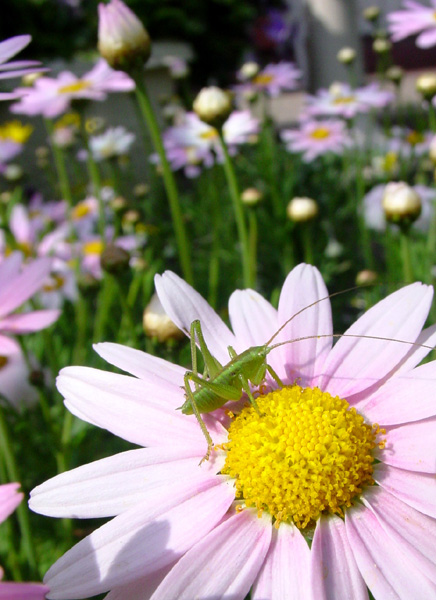 photo "Flower & Insect" tags: nature, insect