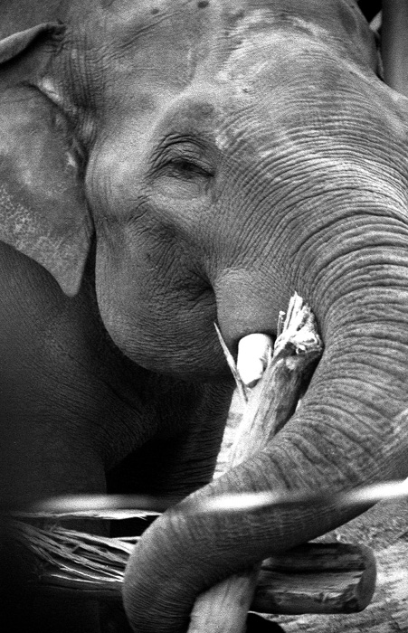фото "слоновья зубочистка" метки: природа, черно-белые, дикие животные