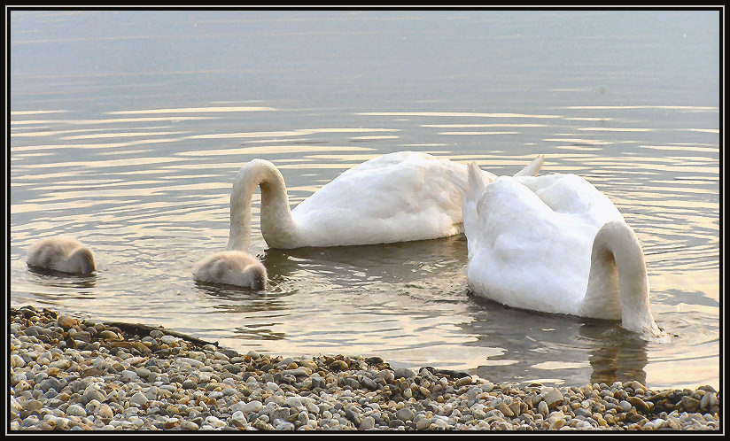 фото "family lessons" метки: юмор, природа, 