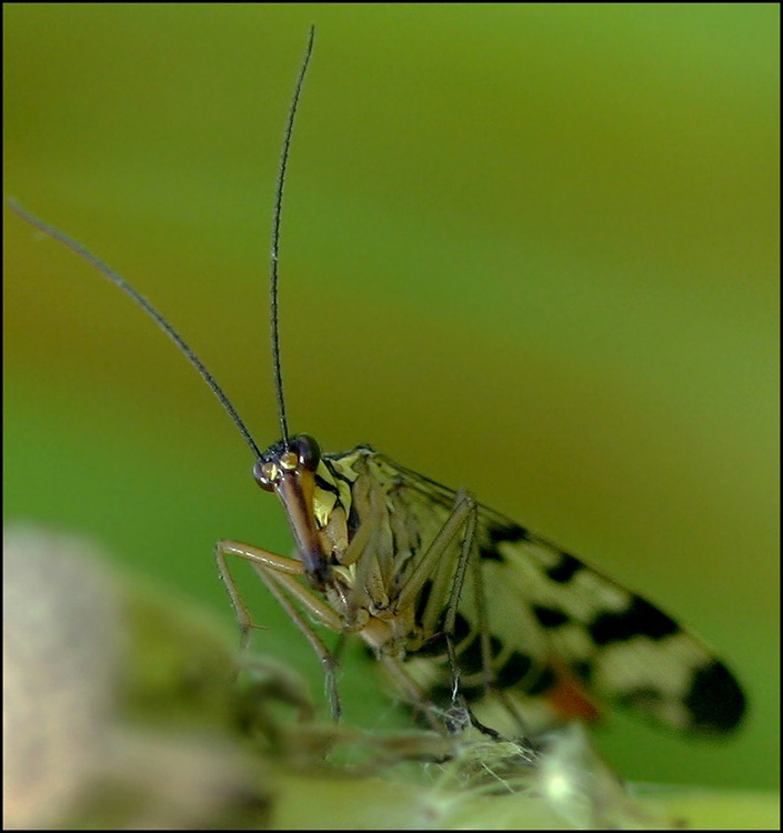 photo "Model for Bosch :)))" tags: macro and close-up, nature, insect