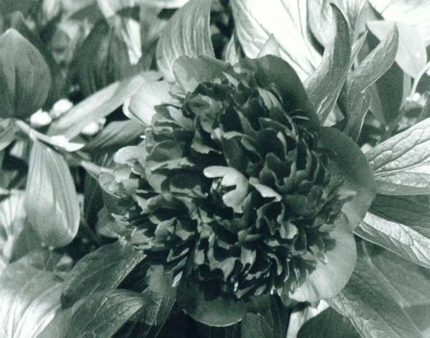 photo "Black Peony" tags: macro and close-up, nature, flowers