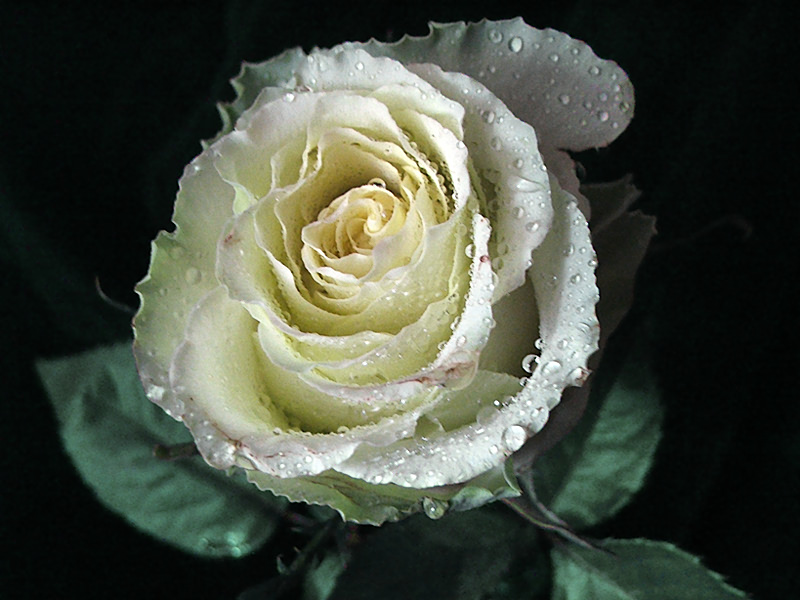 photo "After Shower!" tags: nature, macro and close-up, flowers