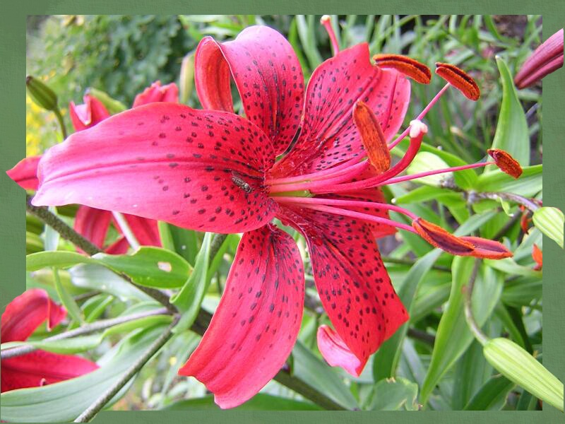 photo "orange lily" tags: macro and close-up, nature, flowers