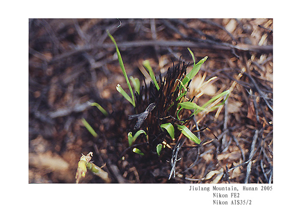 photo "new life (2)" tags: nature, flowers