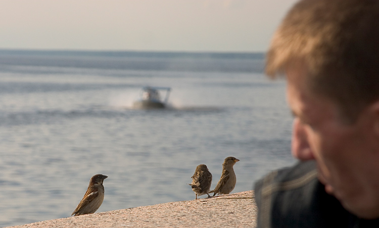 photo "Hey, whether you will treat a birdy?" tags: landscape, nature, summer, wild animals