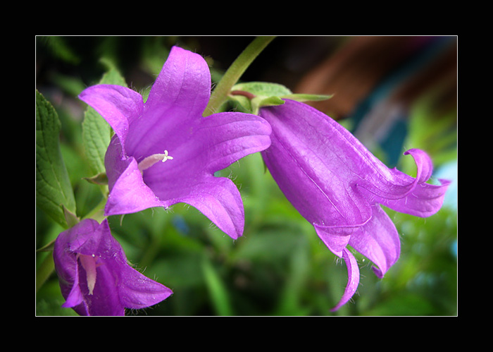 photo "Field flowers #4" tags: nature, macro and close-up, flowers