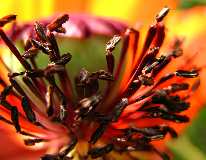 photo "*****" tags: macro and close-up, nature, flowers