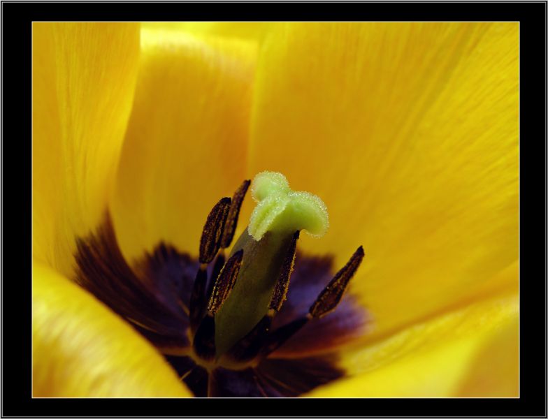 photo "Tulip 2." tags: nature, flowers