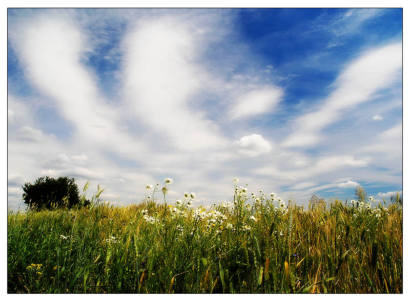 фото "Summer breath" метки: пейзаж, лето