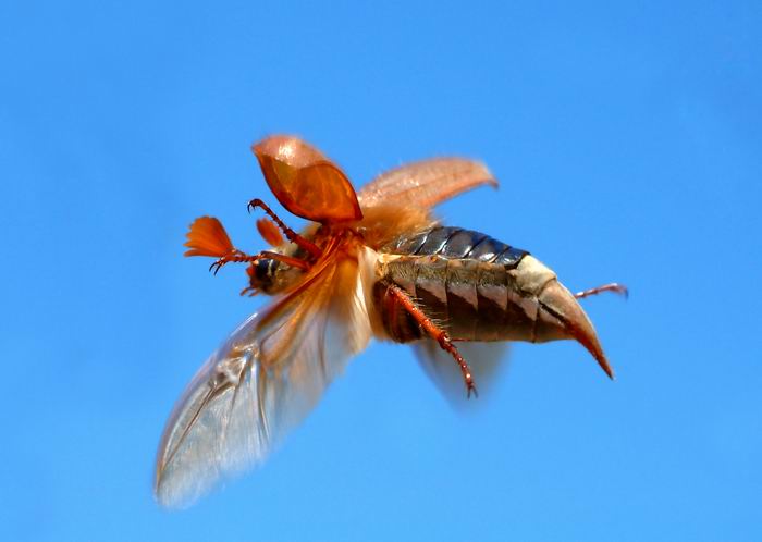 photo "Melolontha melolontha" tags: macro and close-up, nature, insect