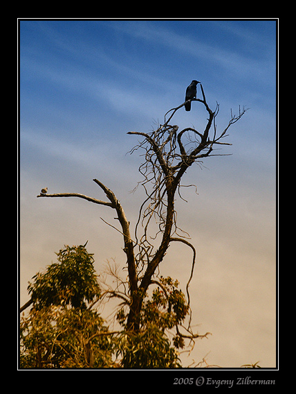 photo "Guard" tags: nature, wild animals